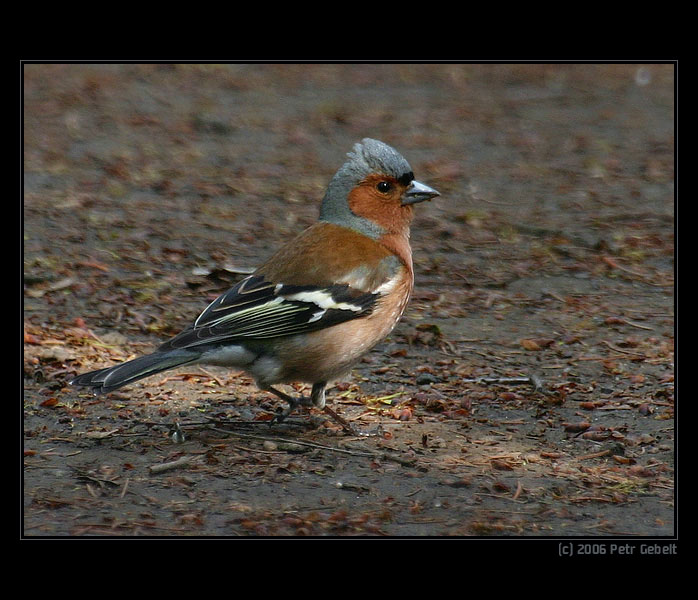 čekání na soupeře