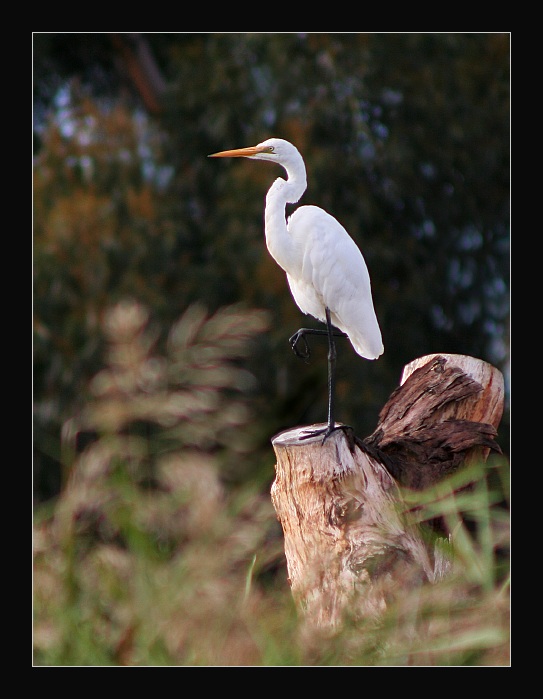 Život na vyskoké noze