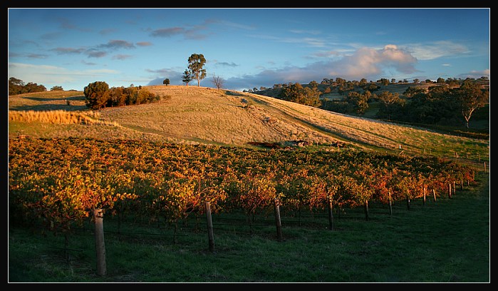 Australský vinohrad v dubnu