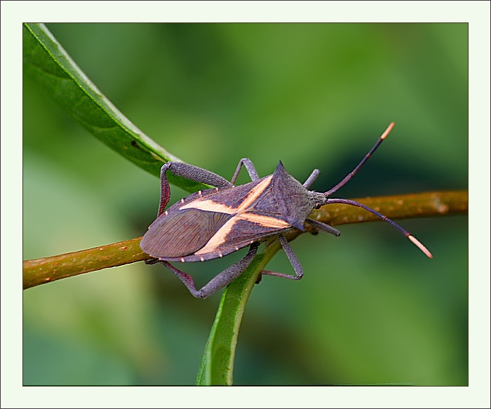 Crusader bug