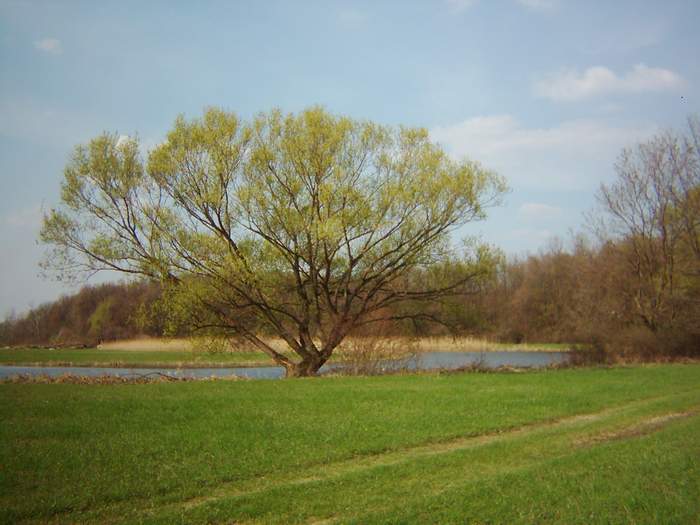 V rezervaci