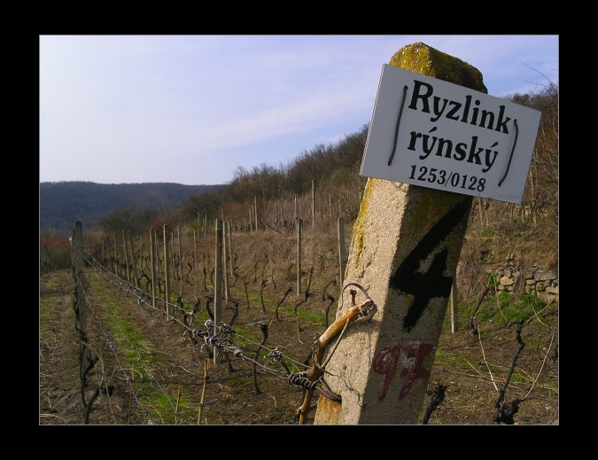 rýňák