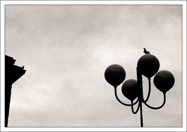 Ostravští létající potkani