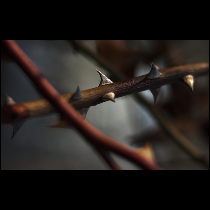 thorn