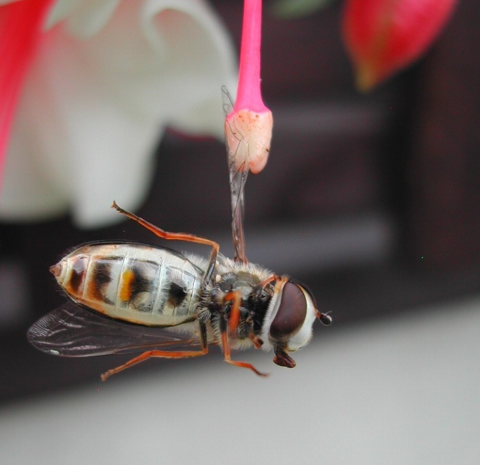 Chudinka sedla na lep