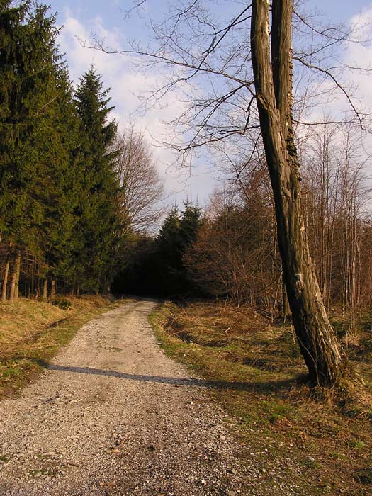 Lesní cesta