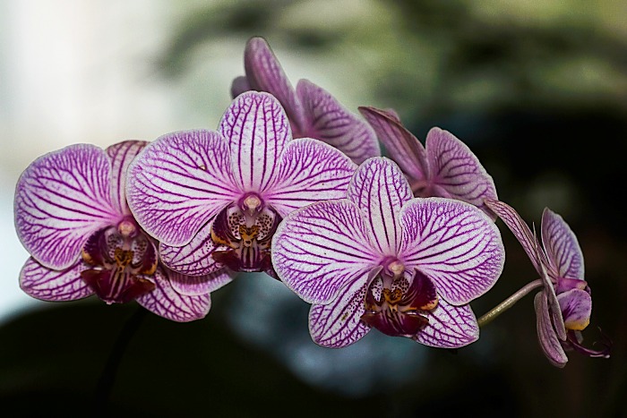 Phalaneopsis...