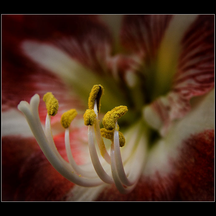 Amaryllis