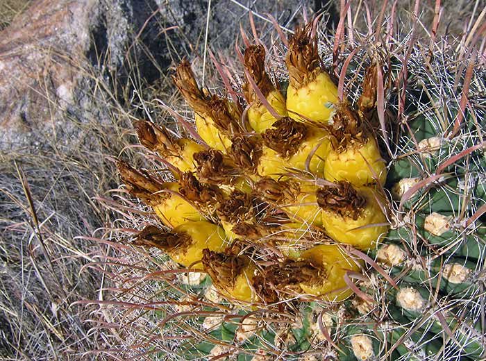 Saguaro 1