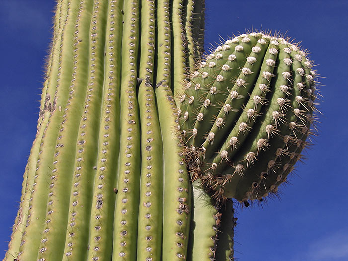 Saguaro 2