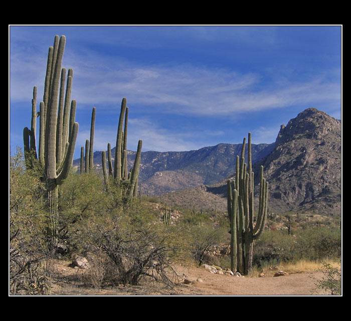 Saguaro 3