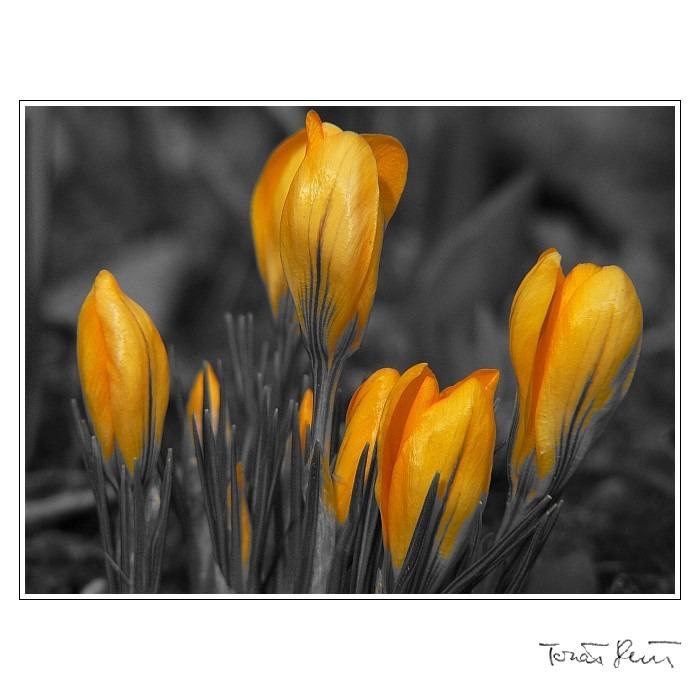 ..:: Spring Time ::..