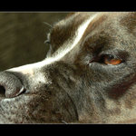 Doggie eye