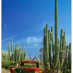 Kaktus wagen