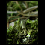 - dreaming VII. -