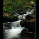 Cestou pod jehličím....