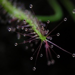Drosera binata