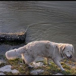 Fuj, ten Dunaj sa nedá piť... :-)