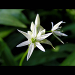 * Allium-ursin *