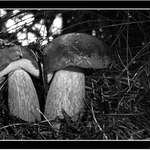 A pak že nerostou:-))