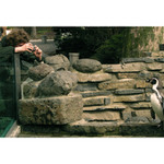 zoo tycoon