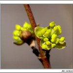 Drobný kvietok drieňa