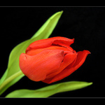 TULIpán