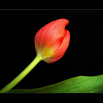 TULIpán II.