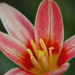 rozkvetly/ tulipán