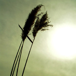 Rákosofka aneb Máváme Slunci