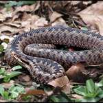 ..velikonoční návštěva na zahrádce...