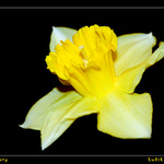 l o n e l y  b e a u t y