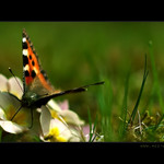 .:Byl jednou jeden motýl:.