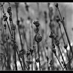 *Ty si má, levandulová*