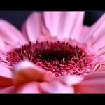 :: růžová vede ::