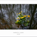 SNĚNÍ O JARU