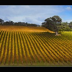 ~ Podzimní vinohrad ~