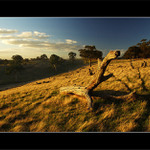 ~ Dřevěný ještěr ~