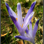 Šafrán