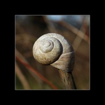 Vzpomínka na šneka