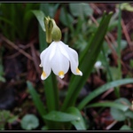 Krásná a osamocená