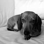 // * M A X Í K alias dědek