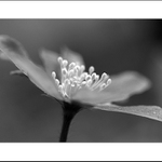 Shromáždění andělů