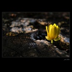 .. na spáleništi ..