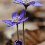 jaterník podléška