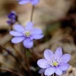  a ještě jednou podléška