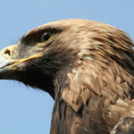 Kráľ