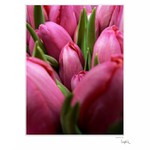 ...keď Holandsko kvitne I