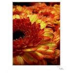 ...keď Holandsko kvitne II