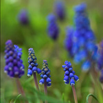 V modřencové zahrádce